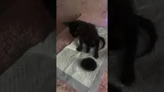 Маленький кот спинальник
