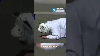 Фальшивого тигра поймали в зоопарке 
