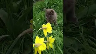Молодой Кот среди жёлтых нарциссов .