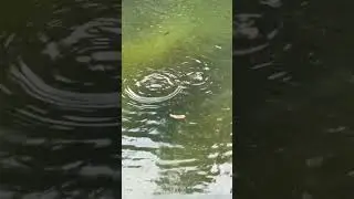 Можно вечно на это смотреть