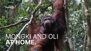 FEBRUARY 19, 2025 - MONGKI AND OLI BACK TO THEIR TRULY HOME!