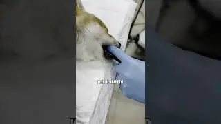 Щенок взял в рот лишнее 