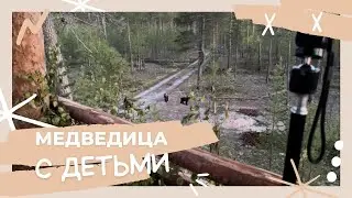 МЕДВЕДИЦА С ДЕТЬМИ