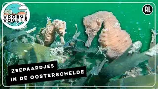 Duikers filmen kortsnuitzeepaardjes | Zelf geschoten | Vroege Vogels