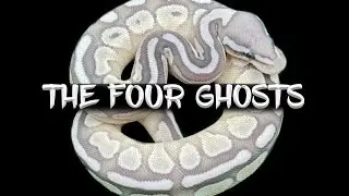 The Four 'Ghost' Ball Pythons
