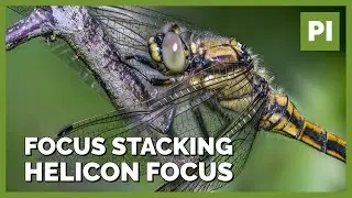 Maximum sharpness in insect photos - Focus Stacking Part 1 - Helicon Focus
