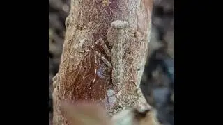 Indian Bark Mantis(Humbertiella genus) #mantis #bug #rare