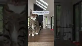 Cat 😺