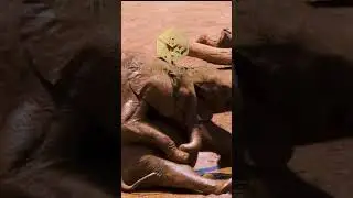 Os elefantes são os maiores animais terrestres e podem pesar até 6 toneladas #shorts