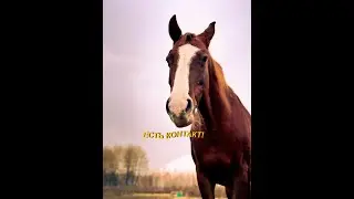 ЕСТЬ КОНТАКТ! Представьте: вы едете верхом по осеннему лесу.