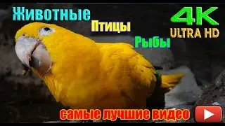 Животные, птицы, рыбы. Самое красивое видео на ютубе. 4k Ultra HD
