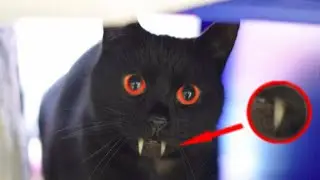 КОТЫ МУТЫНТЫ. КАК ПРИРОДА ИГРАЕТ С ВНЕШНОСТЬЮ