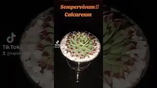 Sempervivum Calcareum