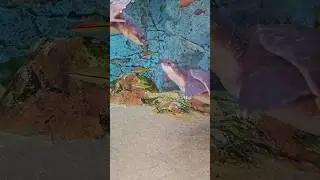 How incredible is underwater life around us 😍  