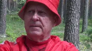 Собираем грибы "Курочки" Смотреть до конца.