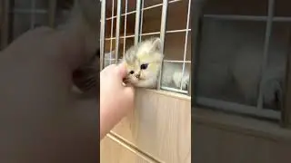 kejepit #shorts #cat #viral