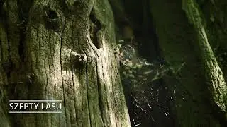 Szepty lasu