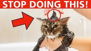 18 Common Mistakes Cat Owners Make (Have You Done ANY Of These?)