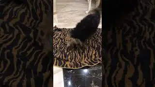 Моника после купания ❤️ #sorts #собака #собакадруг  Друзья а какие у Вас животные дома ?