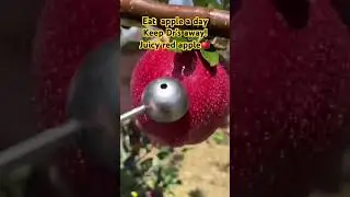 Red juicy #apple #shortviral  #video  #fyp #shorts  Ambrossia apple  is the  best!