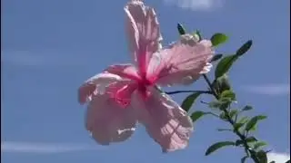 Людмила Исаева - Лето пришло