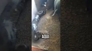 DOES ANACONE EAT GIANT PIG? 