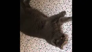 Кот Кокос 🥥 🐈🌴британец Тяжеловес