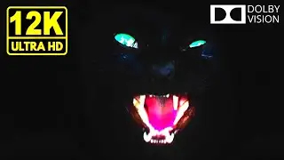 Intense Black 12K HDR 60fps / Dolby Vision