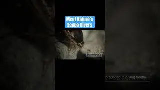 Meet Nature's Scuba Divers | #DeepLook #Shorts