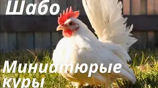 Карликовые Куры Породы Шабо (Важные детали и советы)