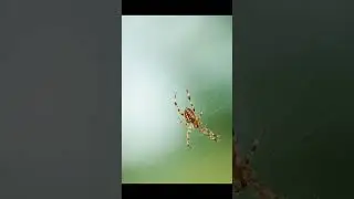 TUSHDA O'RGIMCHAK TABIRI | TUSHDA O'RGIMCHAKNI KO'RSA NIMA BO'LADI..!