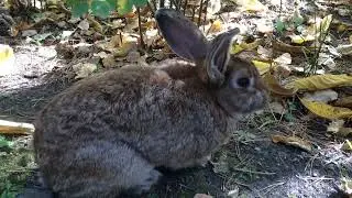 Кормление зайца хлебом насущным