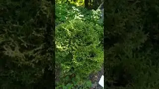 588.Моя любимая кума сделала мне видеоподарок 🥰