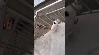 Кавказский настырный кот 🐈 Caucasian cat 😀 