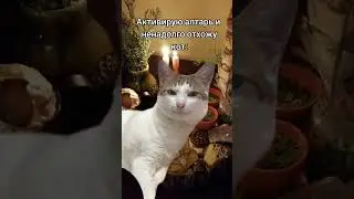 волшебные котаны 😁 #духовноеразвитие #духовность #жиза #магия #эзотерика #колдовство