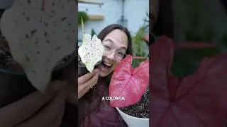 Caladium: I LOVE THEM!@farmergracy discount code ROOS, affiliate link https://farmergracy.co.uk/ROOS