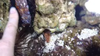 Cowrie Snail