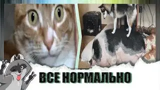 A selection of videos about animals 2019 // Funny animals to the music // Vesely Shura_