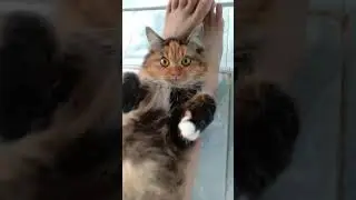 Kitty Lopez