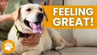 Perfect Environment For A Happy Dog