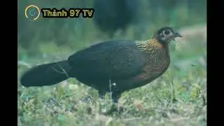 Tiếng gà rừng mái gọi trống mùa sinh sản/Thành 97 TV
