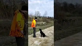 Знакомьтесь Астерия (Ася) шотландский сеттер...