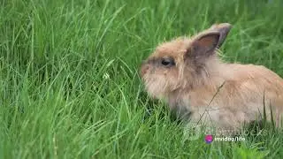 The Evolution of rabbits