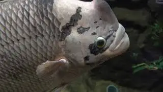 Фукуок аквариум 2019/Phu quoc aquarium 2019