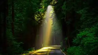 SUN RAYS AND FOREST MOTION ANIMATED DOWNLOAD HD 1080P GREEN SCREEN BACKGROUNDS