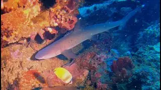 Bali - Gili Tepekong, Candidasa, Weißspitzenriffhaie, September 2023
