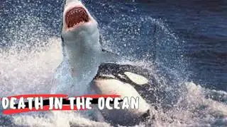 Shark Killer❗ Killer Whale vs. Great White Shark🦈