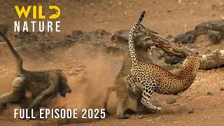 LUANGWA UNVEILED | Deep in the Valley of Hunters 
