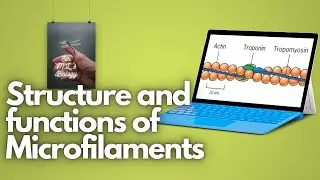 Microfilaments: Structure and functions
