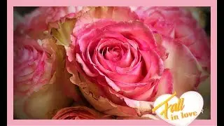 ~ How To Preserve Roses With Wax Dipping ~